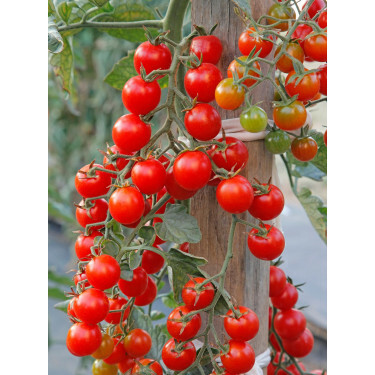 Tomate cerise - Sweet Million - BIO