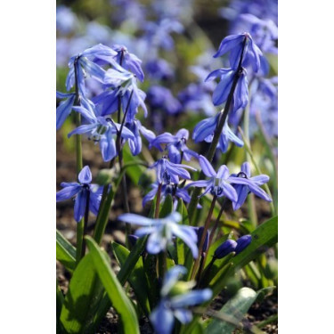 Scilla Siberica 6/+ - 10 bulbes*