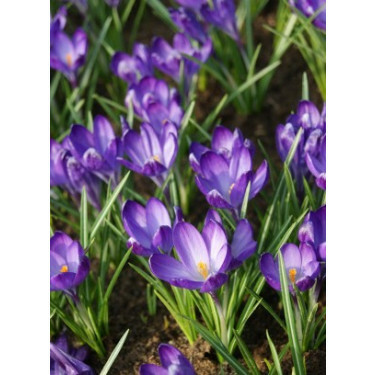 Crocus, Ruby Giant - 10 bulbes