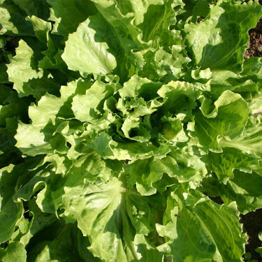 Chicorée scarole - Nummer vijf2 - BIO