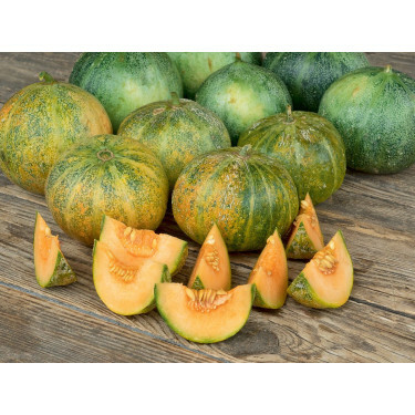Melon - Petit Gris de Rennes - BIODYNAMIQUE