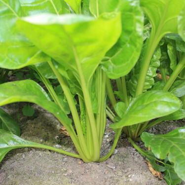 Bette - Groene Gewone - BIO
