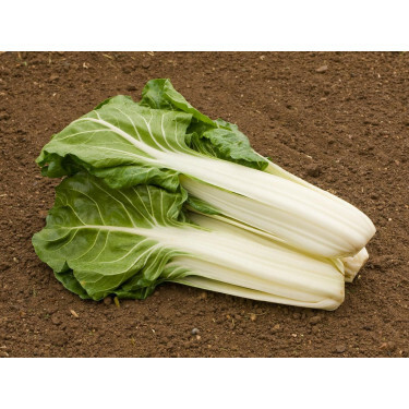 Bette - Glatter Silber  - BIODYNAMIQUE - 50% de remise pour cause de germination réduite