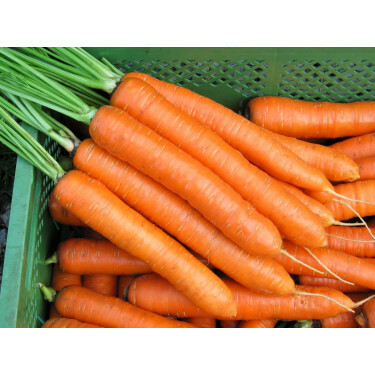 Carotte - Robila - BIODYNAMIQUE
