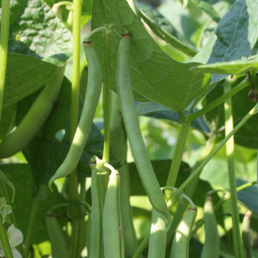 Haricot vert nain - Dubbele witte zonder draad - BIO