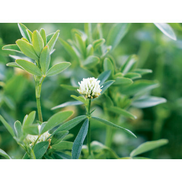Trèfle d'Alexandrie - 1 kg - BIO