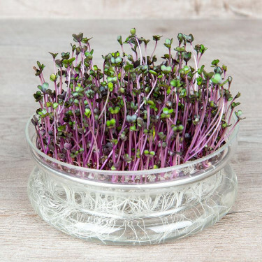 Chou rouge - graines à germer 25g - BIO