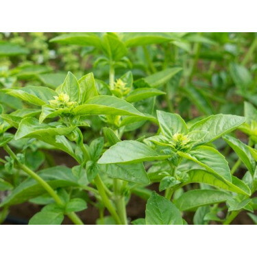 Basilic à feuilles moyennement grandes - BIOYNAMIQUES