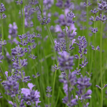 Lavandula angustifolia - Lavande - BIO