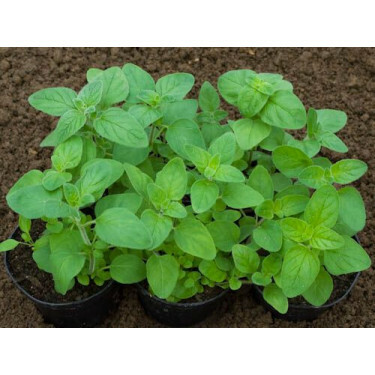 Origanum majorana - Marjolaine - BIODYNAMIQUE
