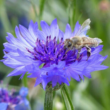 Centaurea cyanus - Bleuet - BIO