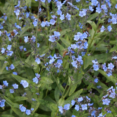 Cynoglossum amabile - Langue de chien - BIO - Remise de 50 % pour cause de germination réduite