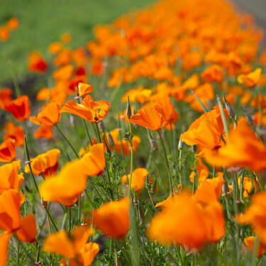 Eschscholzia californica - Pavot de Californie - Orange - BIO