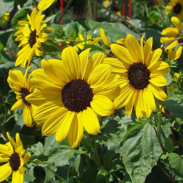 Helianthus debilis - Tournesol - à petites fleurs - BIO