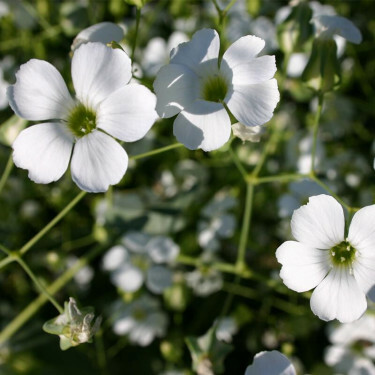 Vaccaria hispanica - Saponaire des vaches - blanc - BIO