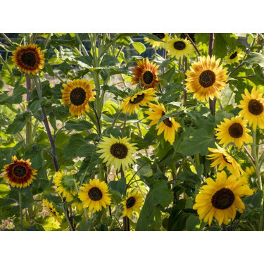 Helianthus annuus - Mélange de tournesol 'La Torre' - BIODYNAMIQUE