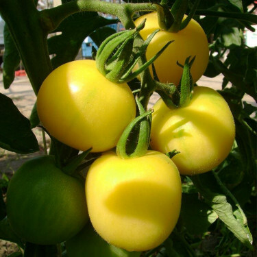 Tomate - Mirabelle Blanche - BIO