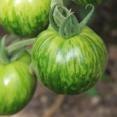 Tomate - Green Zebra - BIO