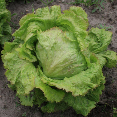 Laitue iceberg - Grazer Krauthäuptel 2 - BIO