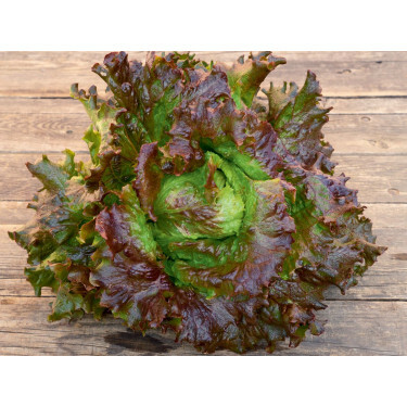 Salade batavia - Tarengo - BIODYNAMIQUE