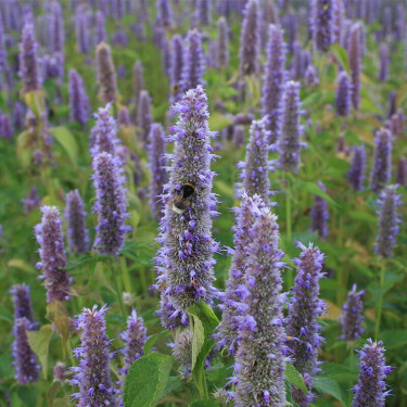 Agastache foeniculum - Hysope anisé - BIO