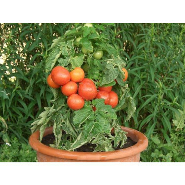 Tomate buissonante - Rotkäppchen - BIODYNAMIQUE
