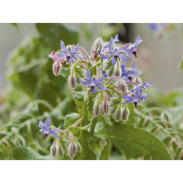 Borago officinalis - Bourrache - BIODYNAMIQUE