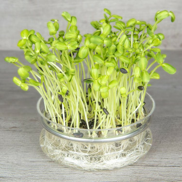 Tournesol - graines à germer 25g - BIO