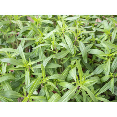 Sarriette annuelle - BIODYNAMIQUE