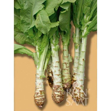 Celtuce - Laitue chinoise - BIODYNAMIQUE