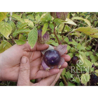 Tomatille - Pourpre - BIO