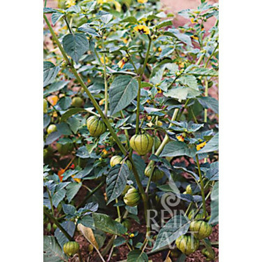 Tomatille - Vert - BIO - 50% de remise - germination réduite