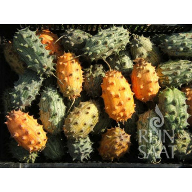 Concombre cornu - Kiwano - BIO