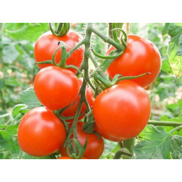 Tomate - Ruthje - BIODYNAMIQUE