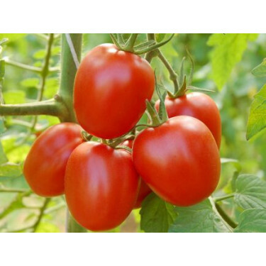 Tomate - Quadro - BIODYNAMIQUE