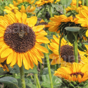 Helianthus annuus - Tournesol - Hella/Pradomio - BIODYNAMIQUE