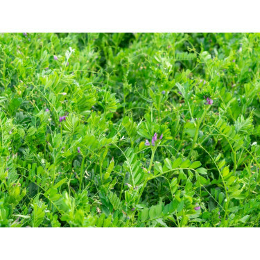 Vesce commune - Vicia sativa - 40g - BIO