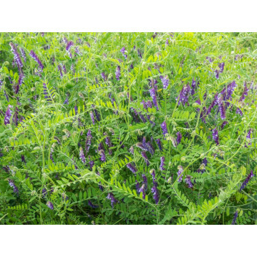 Vicia d'hiver (Vesce velue) - Vicia villosa - Rea - 1kg - BIO
