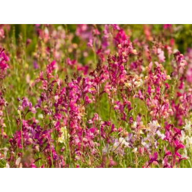 Linaria maroccaria - Linaire du Maroc - BIODYNAMIQUE