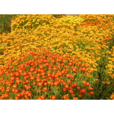 Tagetes tenuifolia - Tagètes mélangés - BIODYNAMIQUE