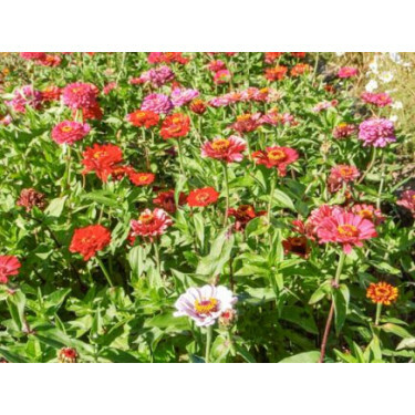 Zinnia elegans - Zinnia Carroussel - BIODYNAMIQUE