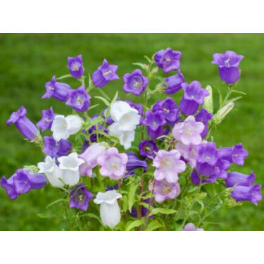 Campanula medium - Campanule carillon - BIODYNAMIQUE