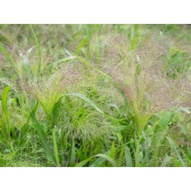 Panicum virgatum - Panic érigé 'Fontaine' - BIODYNAMIQUE