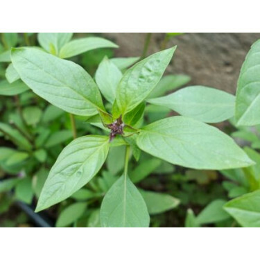 Basilic thai - BIO