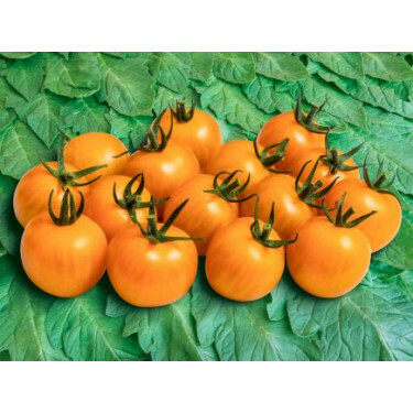 Tomate cerise - Goldiana - BIODYNAMIQUE