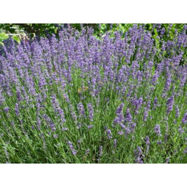 Lavandula officinalis - Lavande - BIODYNAMIQUE