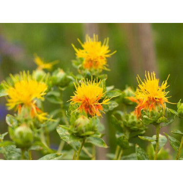 Carthamus tinctorius - Safran des teinturiers - BIODYNAMIQUE - 50% de remise pour cause de germination réduite