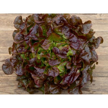 Salade feuille de chêne - Rubinette - BIO