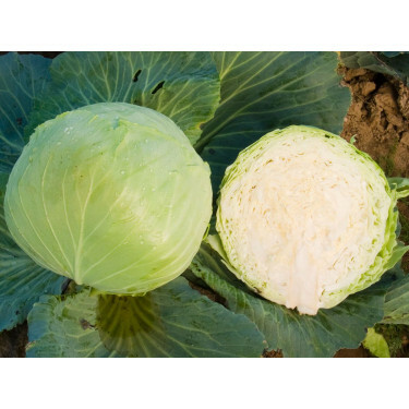 Chou blanc - Donator - BIODYNAMIQUE
