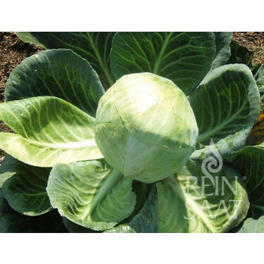 Chou blanc - Dowinda - BIODYNAMISCH - remise de 50% - germination réduite